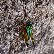 Colorful insect of the underworld